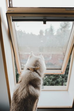 Sibirya köpeğinin evde soluk sarı renkli şirin görüntüleri, rahat atmosfer, dinlenme havası.