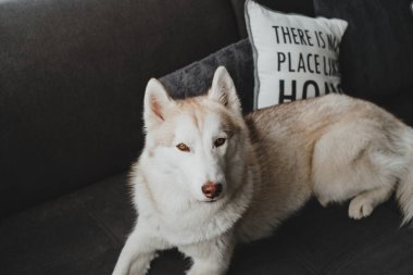 Sibirya köpeğinin evde soluk sarı renkli şirin görüntüleri, rahat atmosfer, dinlenme havası.