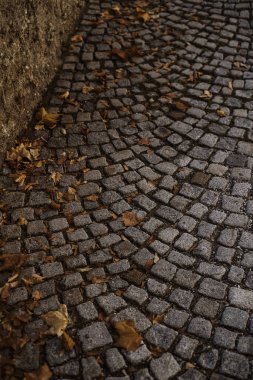 Sonbahar yapraklarıyla kaplı asfalt kaldırım. Sonbahar mevsiminde dökülen yapraklarla güzel asfalt yollar.