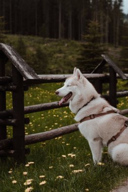 Sibirya 'nın şirin, iri köpeği çimenlerin üzerinde gözleri kapalı dinleniyor. Beyaz Samur Sibirya köpeği güzel doğayı keşfediyor..