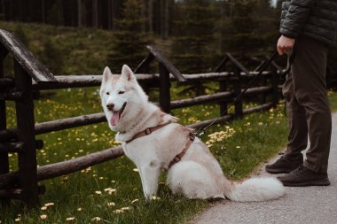 Sahibinin yanında oturan tasmalı mutlu Sibirya köpeği. Beyaz Samur Sibirya köpeği güzel doğayı keşfediyor..