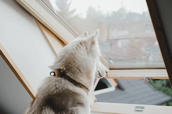 美丽的西伯利亚哈士奇犬的画面 家中淡黄的 温馨的氛围 悠闲的心情 — 图库照片