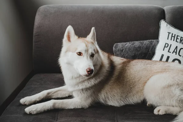 Niedliche Bilder Von Sibirischen Husky Hund Von Blassgelber Farbe Hause — Stockfoto