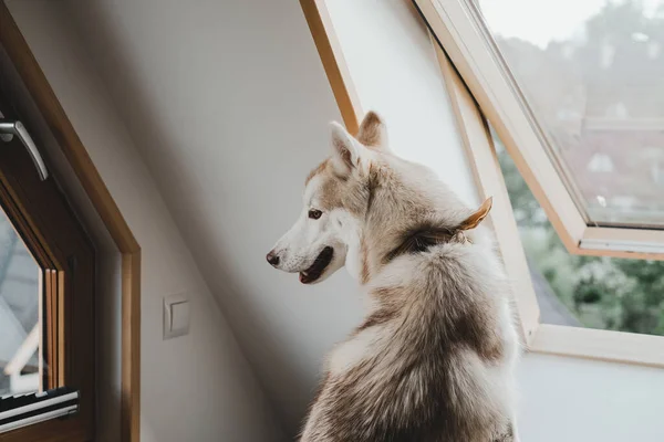 Χαριτωμένες Εικόνες Της Σιβηρίας Husky Σκυλί Χλωμό Κίτρινο Χρώμα Στο — Φωτογραφία Αρχείου