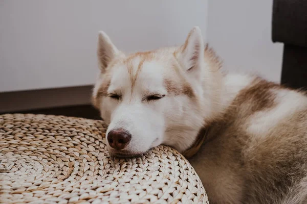美丽的西伯利亚哈士奇犬的画面 家中淡黄的 温馨的氛围 悠闲的心情 — 图库照片