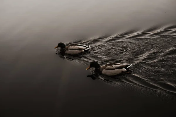 Dos Patos Flotando Lago Hermosa Escena Dos Ánades Reales Flotando — Foto de Stock