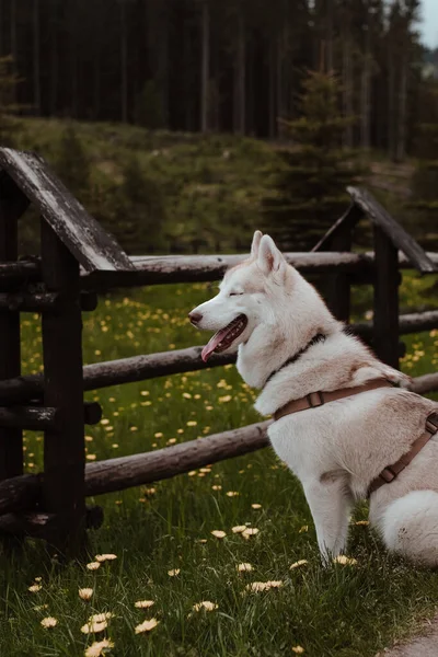 可爱的西伯利亚哈士奇犬 闭着眼睛躺在草地上 白雪公主西伯利亚哈士奇犬探索美丽的自然 — 图库照片