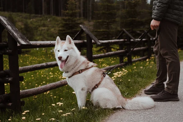 Feliz Perro Husky Siberiano Con Una Correa Sentada Cerca Dueño —  Fotos de Stock