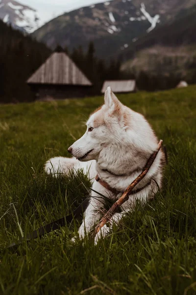 Χαριτωμένο Σκυλί Σιβηρίας Husky Ένα Ραβδί Κοιτάζοντας Μακριά Θέα Βουνά — Φωτογραφία Αρχείου