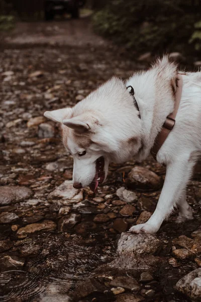 可爱的西伯利亚哈士奇狗看着水 白雪公主西伯利亚哈士奇犬探索美丽的自然 — 图库照片