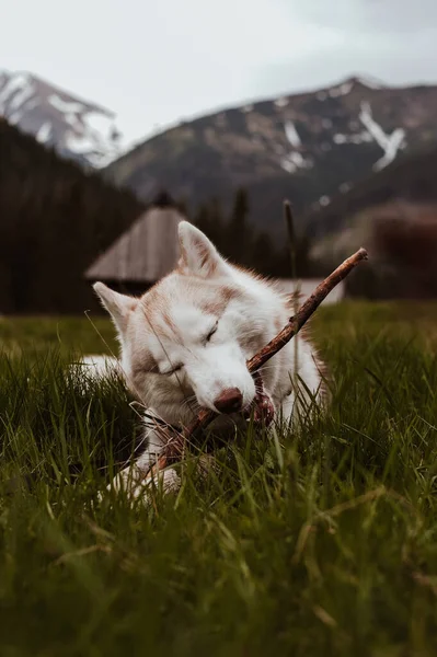 Cute Syberyjski Pies Husky Gra Kijem Oczami Zamkniętymi Widokiem Góry — Zdjęcie stockowe