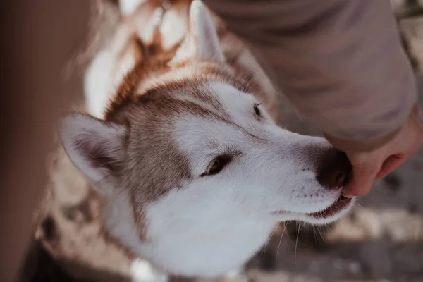 Syberyjski Husky Pies Jest Szkolony Ucztą Ręki Kobiety Kurtce Śnieżnej — Zdjęcie stockowe