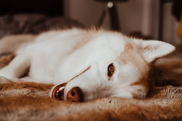 可爱的西伯利亚哈士奇犬躺在一条张开嘴的褐色毛毯上 看着摄像机 — 图库照片