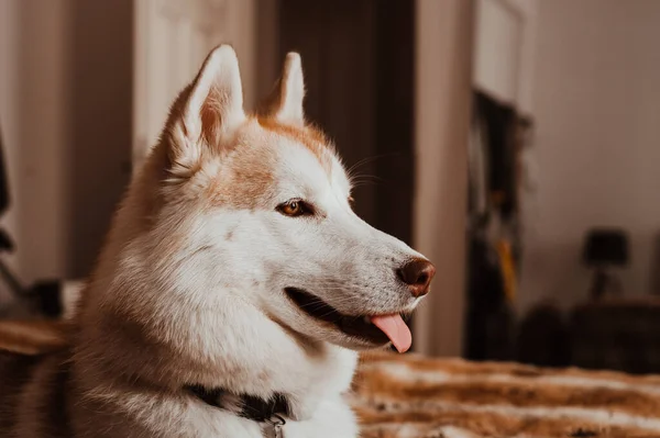 Lindo Perro Husky Siberiano Mirando Con Lengua Que Sobresale Acostado —  Fotos de Stock