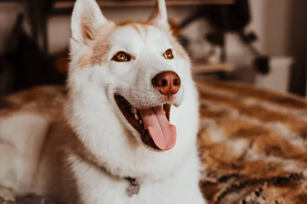 可爱的西伯利亚哈士奇狗抬起头 伸出舌头躺在褐色的毛毯上 — 图库照片