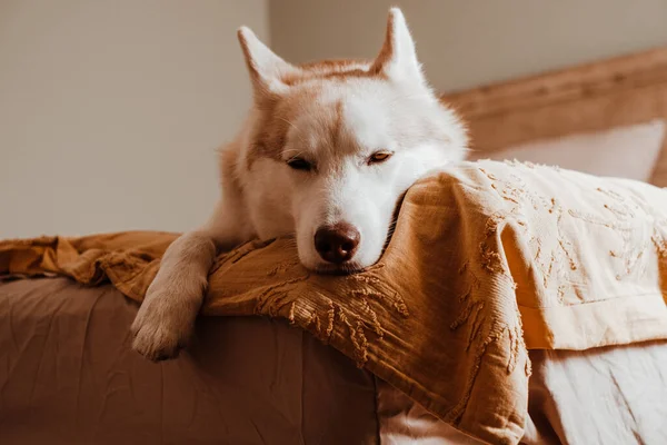 Ηρεμία Και Υπνηλία Σιβηρίας Husky Σκυλί Που Βρίσκεται Ένα Κρεβάτι — Φωτογραφία Αρχείου