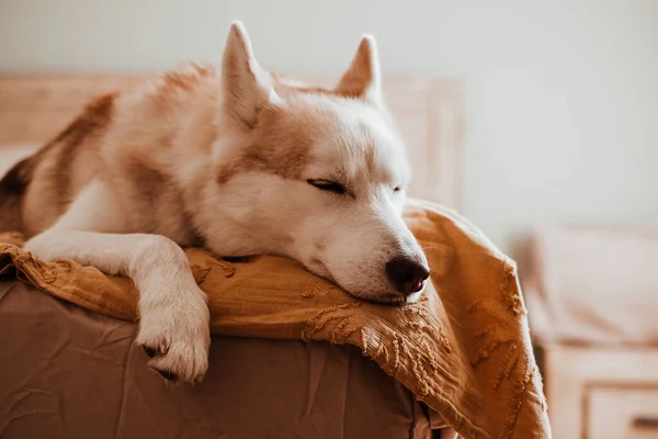 安静而昏昏欲睡的西伯利亚哈士奇犬躺在一张铺着黄色毯子的床上 一系列的家庭拍摄与一个可爱的西伯利亚哈士奇在黄色的床上 — 图库照片