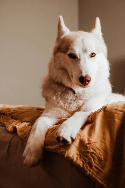 Χαριτωμένο Λευκό Sable Σιβηρίας Husky Βρίσκεται Ένα Κρεβάτι Κίτρινη Κουβέρτα — Φωτογραφία Αρχείου
