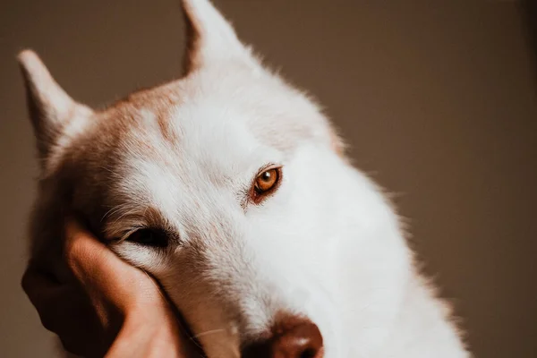 Cabeza Perro Con Hermosos Ojos Avellana Tocados Por Una Mano —  Fotos de Stock