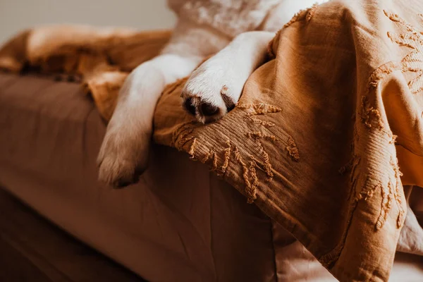 Patas Cão Deitadas Uma Cama Com Cobertor Amarelo Série Home — Fotografia de Stock