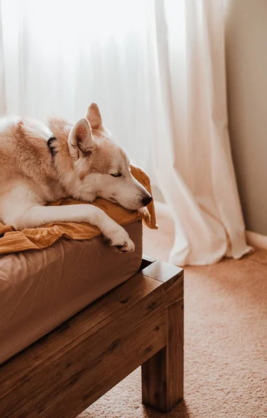 安静而昏昏欲睡的西伯利亚哈士奇犬躺在一张铺着黄色毯子的床上 一系列的家庭拍摄与一个可爱的西伯利亚哈士奇在黄色的床上 — 图库照片