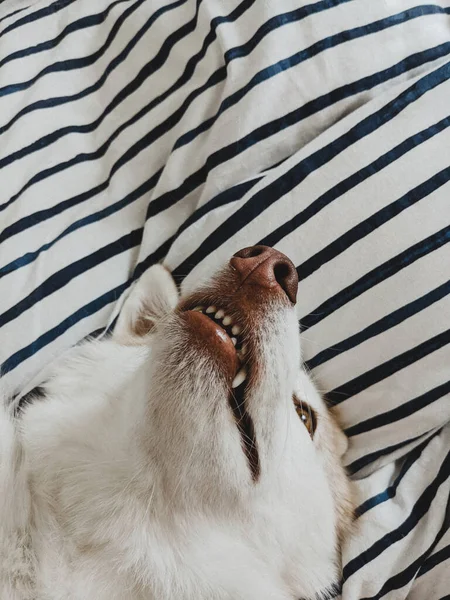 Funny dog showing teeth in playful mood lying on a bed.