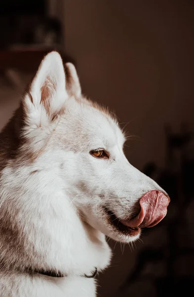西伯利亚哈士奇犬伸出舌头的肖像 — 图库照片