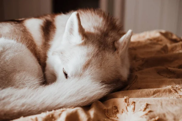 Ruhige Und Schläfrige Sibirische Huskyhündin Kuschelte Auf Einem Bett Mit — Stockfoto