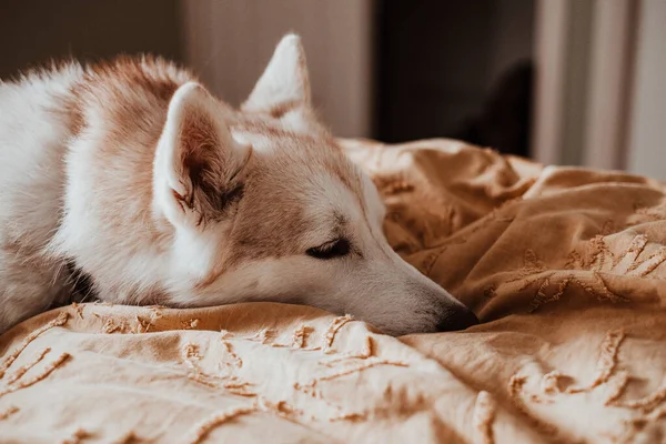 Spokojny Senny Syberyjski Pies Husky Leżący Łóżku Żółtym Kocem Seria — Zdjęcie stockowe