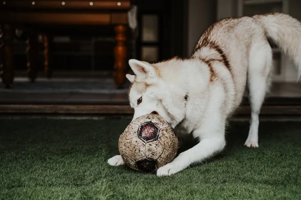 Der Weiße Zobel Siberian Husky Hund Spielt Mit Einem Fußball — Stockfoto