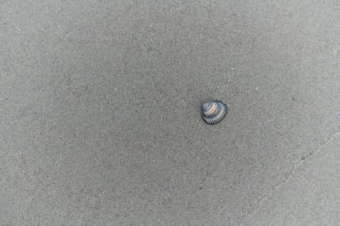 Juist adasındaki selden sonra çeşitli midye türleri kıyıya vurmuş.