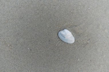 Juist adasındaki selden sonra çeşitli midye türleri kıyıya vurmuş.