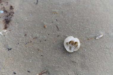 Juist adasındaki selden sonra çeşitli midye türleri kıyıya vurmuş.