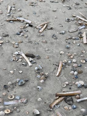 Juist adasındaki selden sonra çeşitli midye türleri kıyıya vurmuş.