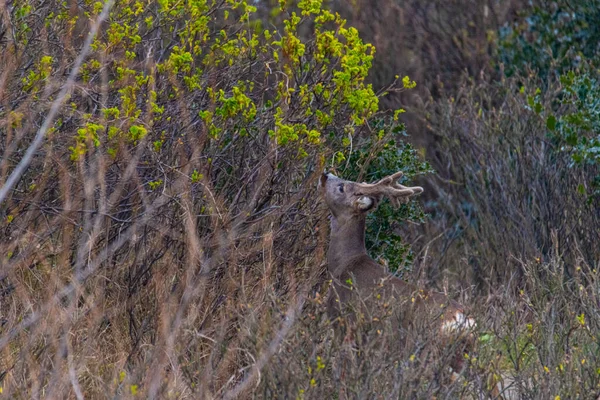 Deer Looking Food Undergrowth Island Juist — Stock Photo, Image