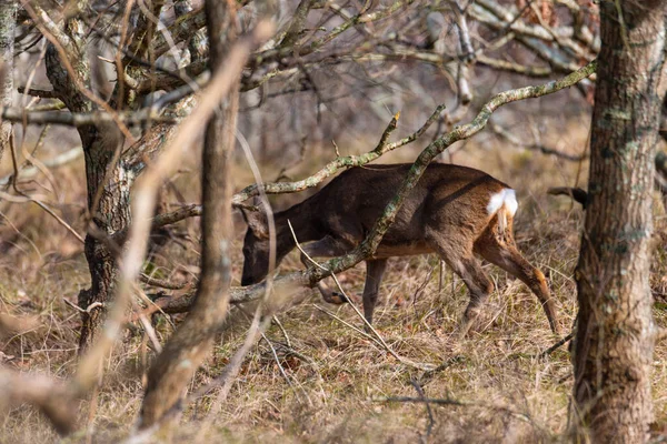 在胡斯特岛上的灌木丛中寻找食物的鹿 — 图库照片