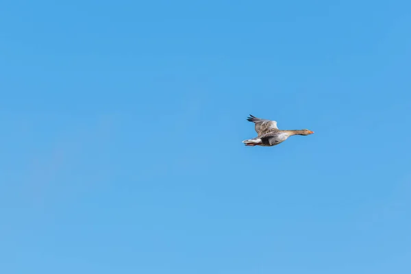 Greylag Goose Anser Anser Flying Air Blue Background Clouds — Stock Photo, Image