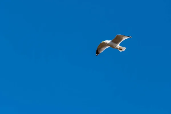 Burung Camar Larinae Terbang Latar Belakang Biru Tanpa Awan — Stok Foto