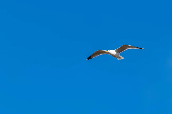 Seagulls Larinae Repül Kék Háttér Nélkül Felhők — Stock Fotó