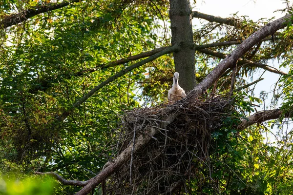 Young Storks Nest High Tree Nice Summer Day — Stockfoto