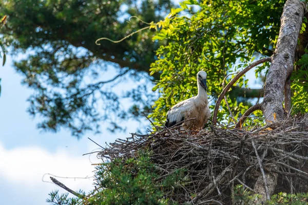 Young Storks Nest High Tree Nice Summer Day — Zdjęcie stockowe