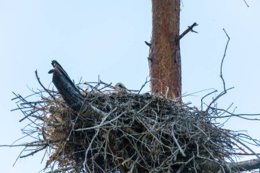 young  storks in a nest high up in the tree on a nice summer day
