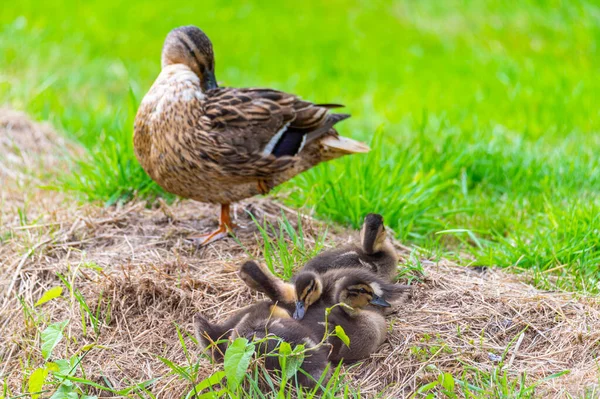 Una Madre Pato Con Sus Patitos Aire Libre Por Arroyo — Foto de Stock