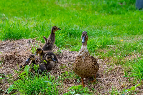 Eine Entenmutter Mit Ihren Küken Der Freien Natur Einem Bach — Stockfoto