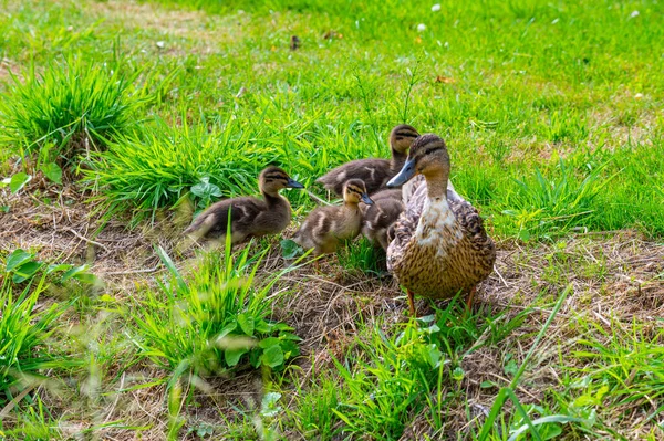 Mother Duck Her Ducklings Great Outdoors Stream — Stockfoto