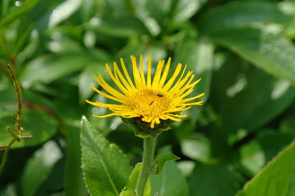 Inula Helenium Blossoming Summer Meadow — Stock Photo, Image