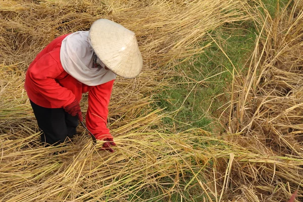 Femme au travail coupant du riz dans les champs — Photo