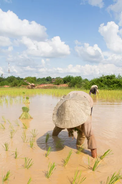 Thai farmer planting on the paddy rice farmland — Stock Photo, Image