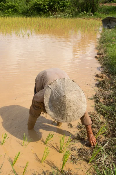 Agricultor tailandés plantando en el arrozal — Foto de Stock