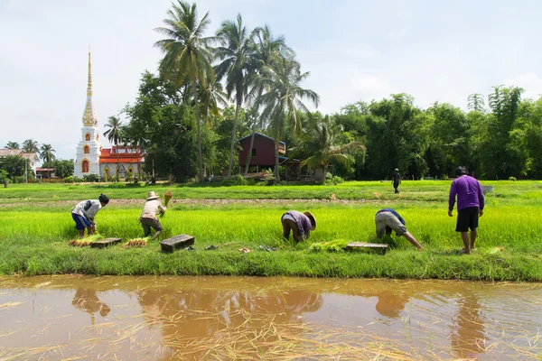 Agricultor tailandês plantando nas terras agrícolas de arroz paddy — Fotografia de Stock